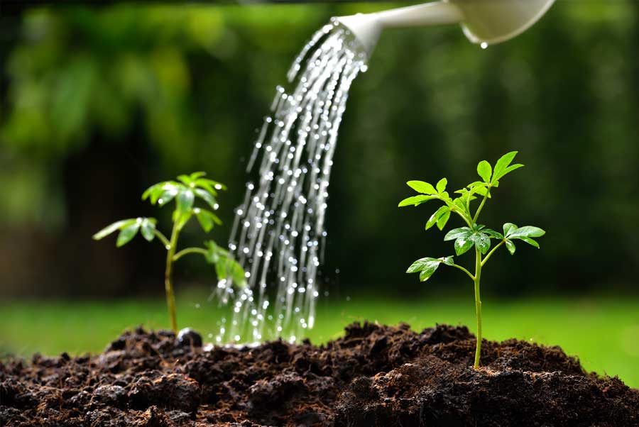 planting tree watering seedlings